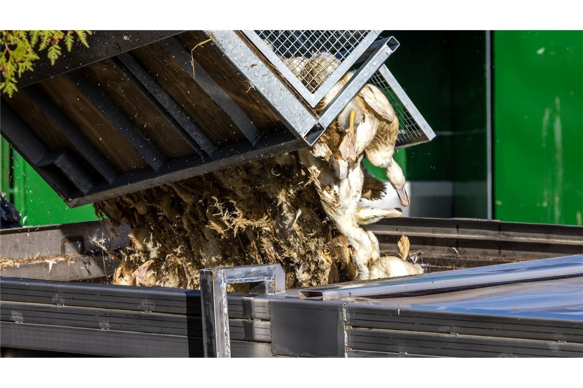 Vogelgrippe in Brandenburg: Enten, die in einer von Geflügelpest befallenen Anlage getötet wurden, werden in einen Transportbehälter gekippt.