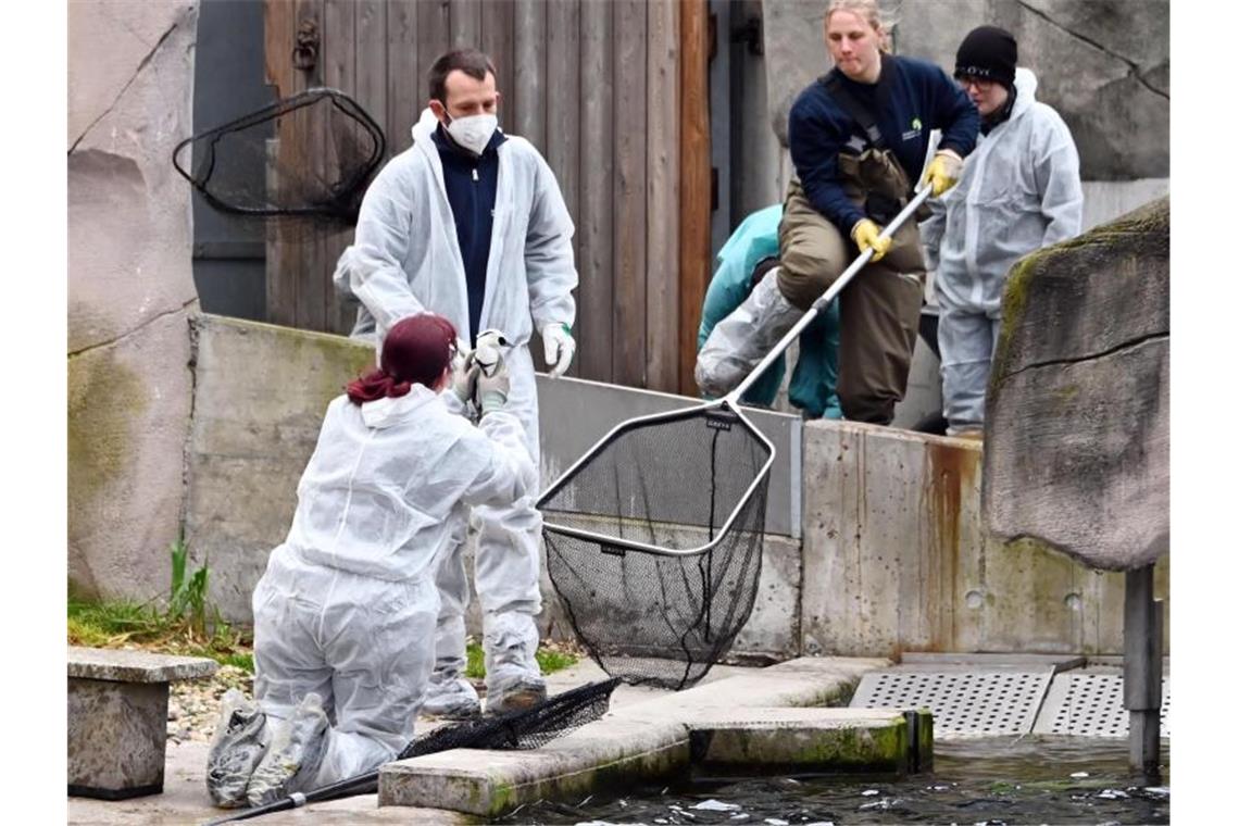 Ministerium: 14 Vogelgrippe-Fälle seit November Vogelgrippe-Verdacht im Zoo. Foto: Uli Deck/dpa