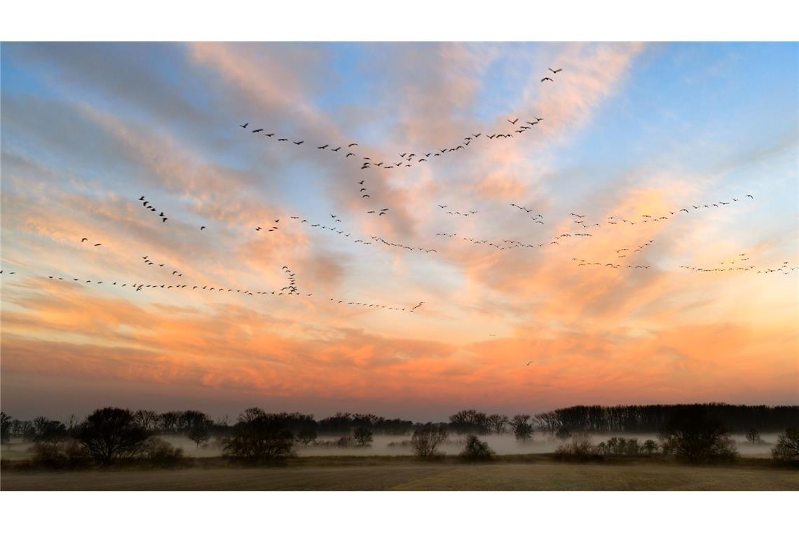 Vogelschwärme fliegen vor dem vom Sonnenaufgang gefärbten Morgenhimmel in der Leinemasch in der Region Hannover.