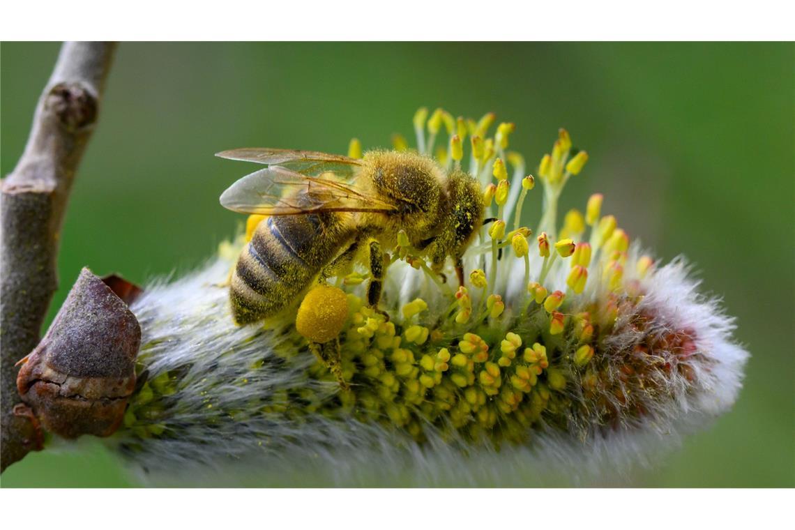 Bilder des Tages Voll gepackt mit Pollen und Blütenstaub sitzt eine Biene auf einem blühenden Weidenkätzchen.