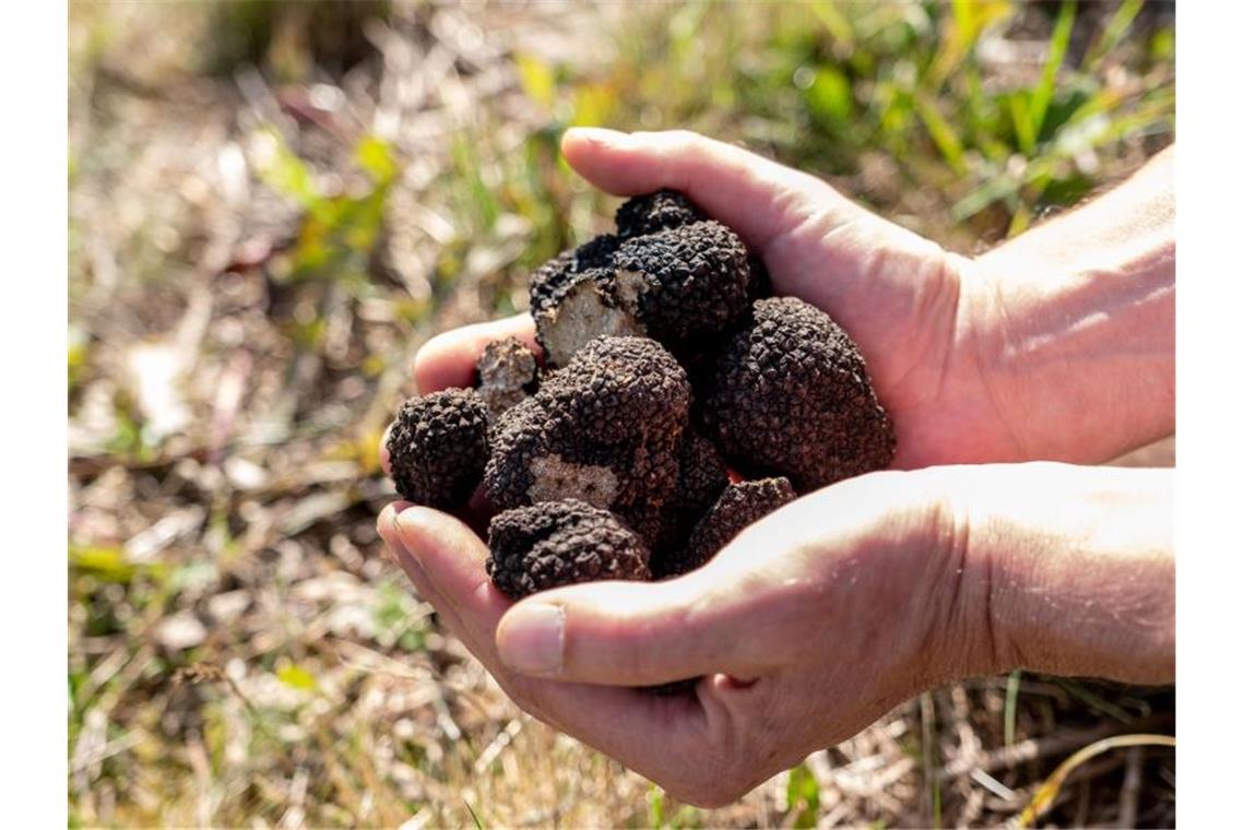 Volle Hände: Experten gute Chancen für den Trüffelanbau in Deutschland. Foto: Peter Steffen/dpa