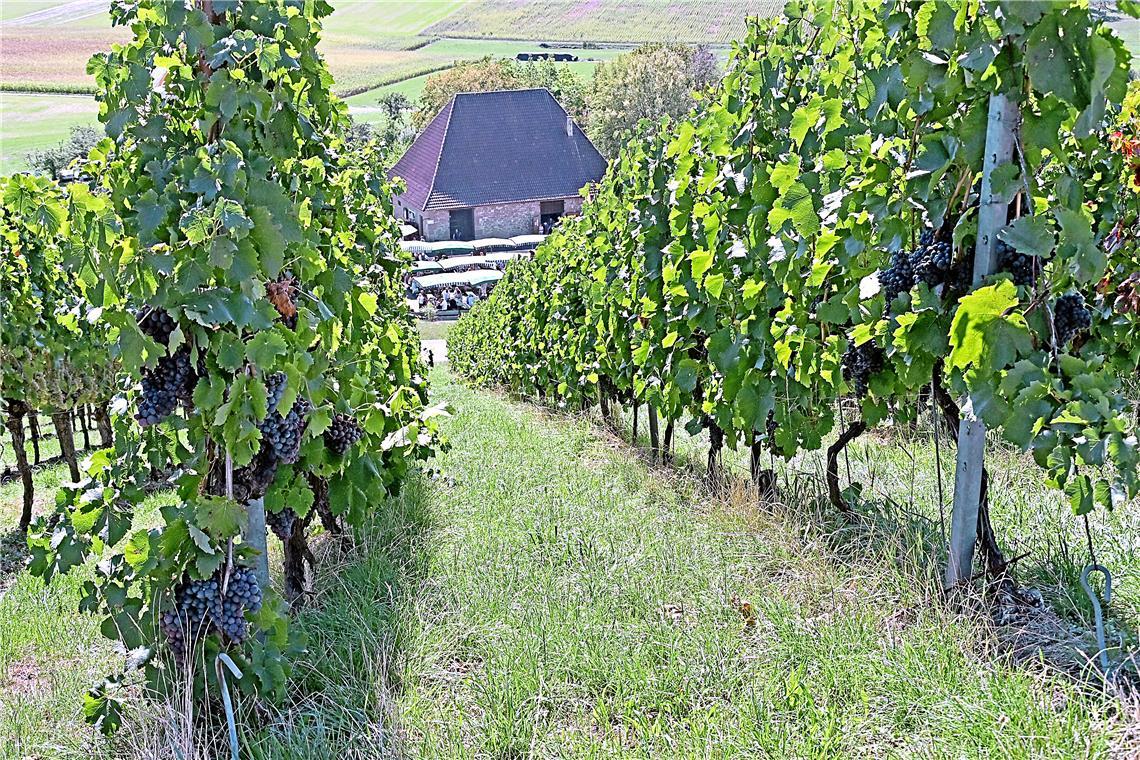 Vom Weinwanderweg hat man eine tolle Aussicht auf die Kelter und auf die Region....