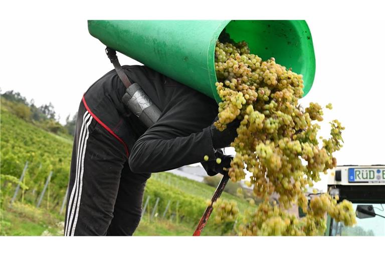 Von Baden bis zum Rheingau ist die Weinlese schon beendet.