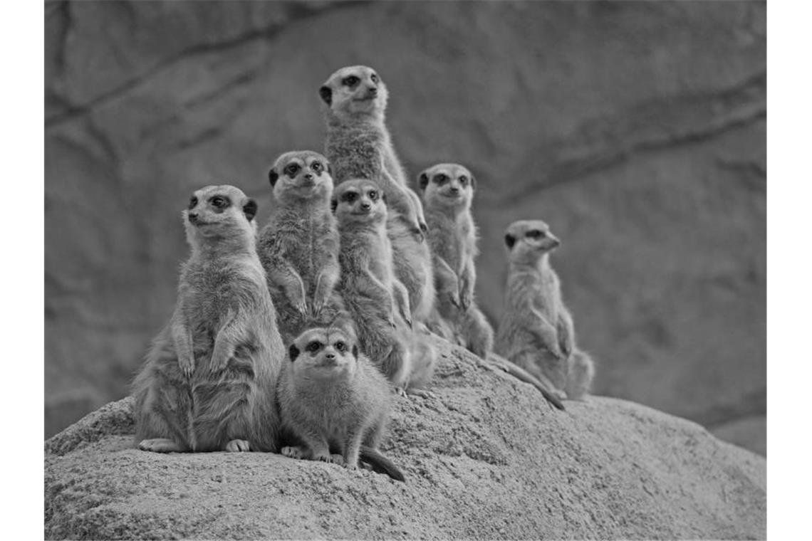 Erdrutsch bei den Erdmännchen: Trauer im Zoo Hoyerswerda Von der siebenköpfigen Erdmännchen-Gruppe aus dem Zoo Hoyerswerda hat nur ein Tier überlebt. Foto: -/Zoo Hoyerswerda
