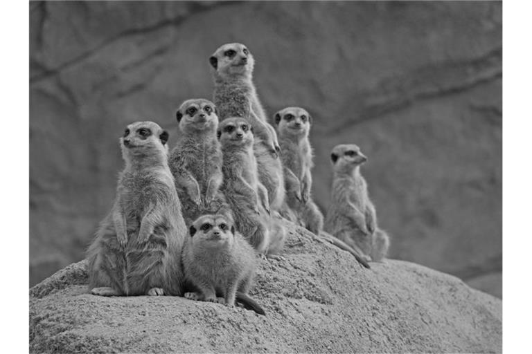 Von der siebenköpfigen Erdmännchen-Gruppe aus dem Zoo Hoyerswerda hat nur ein Tier überlebt. Foto: -/Zoo Hoyerswerda