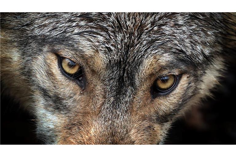 Von Deutschland bis nach Spanien: Forschende wiesen nach, dass ein Wolf eine Strecke von über tausend Kilometer gelaufen ist.