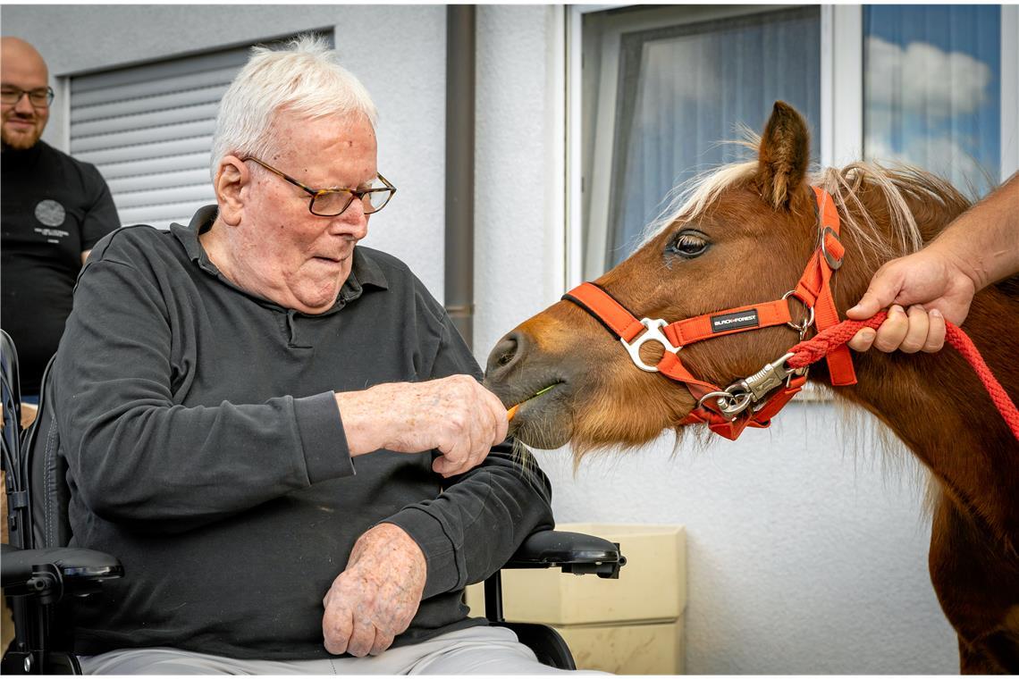 Im Pflegeheim in Allmersbach sind die Ponys los Von diesem Besuch profitieren beide Seiten: Ein Heimbewohner füttert das Pony Happy mit Karottenstückchen. Foto: Alexander Becher