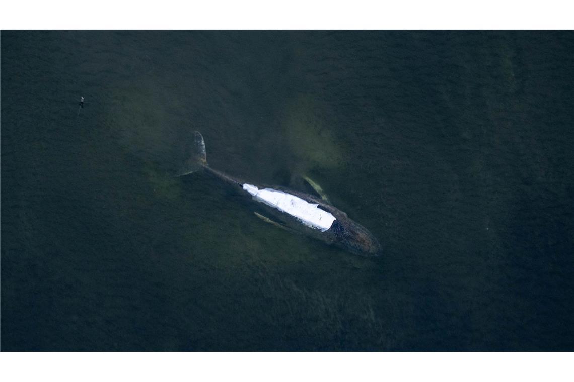 Wind nimmt zu - "Plan B" für Walrettung
