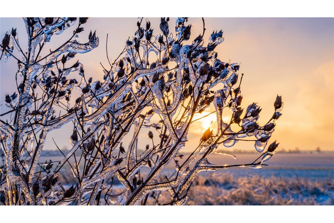 Von einer feinen Eisschicht überzogen, glitzern Pflanzen im warmen Gegenlicht des Sonnenuntergangs in Brandenburg.