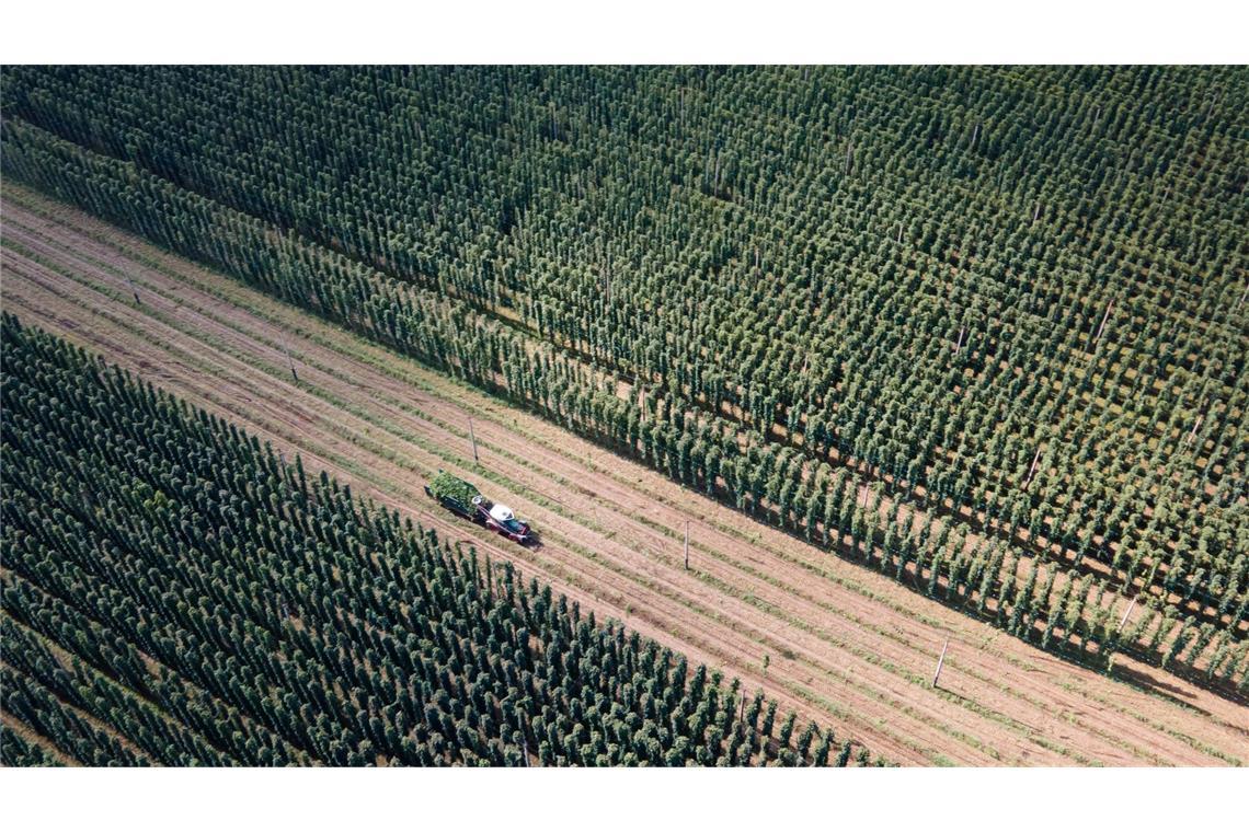 Hopfenbauern roden Bestände gegen Überangebot Von einigen Sorten wird zu viel Hopfen angebaut. (Archivbild)