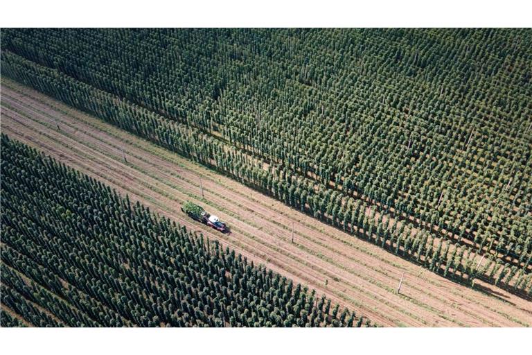 Von einigen Sorten wird zu viel Hopfen angebaut. (Archivbild)