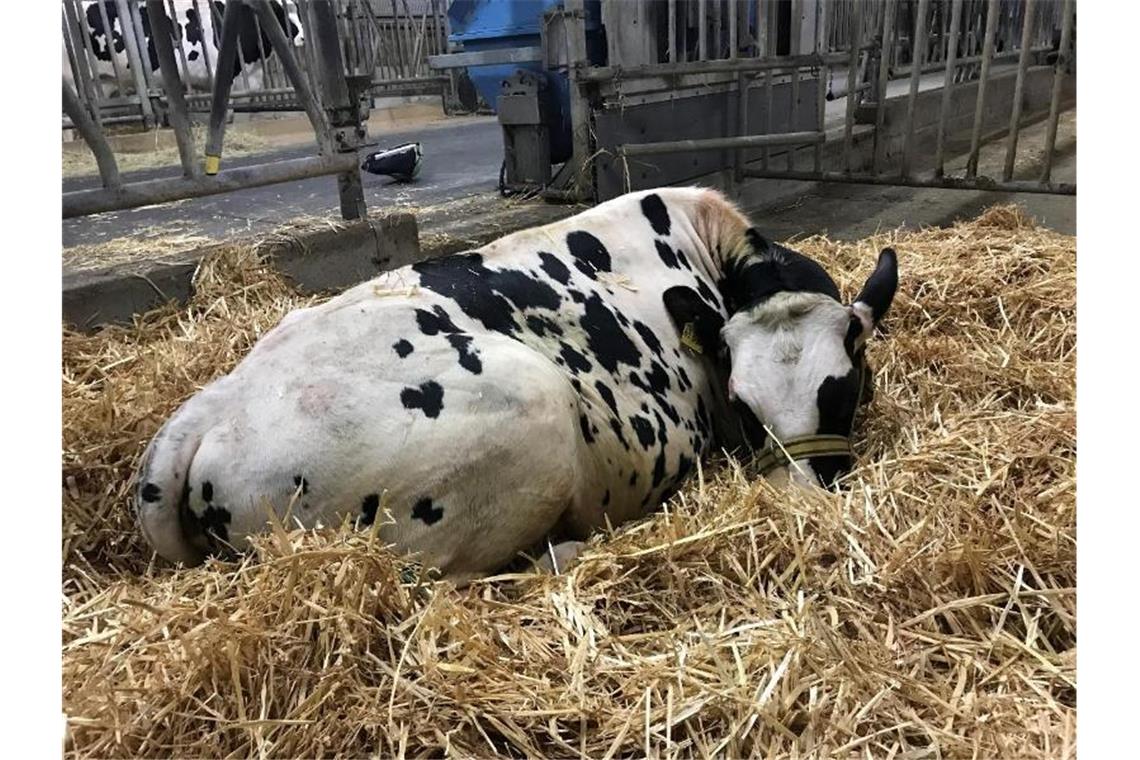 Feuerwehr rettet Kalb „Udo“ aus der Gülle-Grube Von seinem abendlichen Ausflug in eine Gülle-Anlage ist „Udo“ heil zurückgekehrt. Foto: -/Feuerwehr Braunschweig /dpa