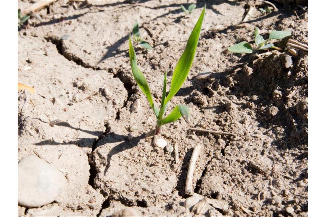 Bauernverband: Extremwetter bedroht Produktion Vor allem der Dürresommer bedroht die landwirtschaftliche Produktion. Foto: Julian Stratenschulte