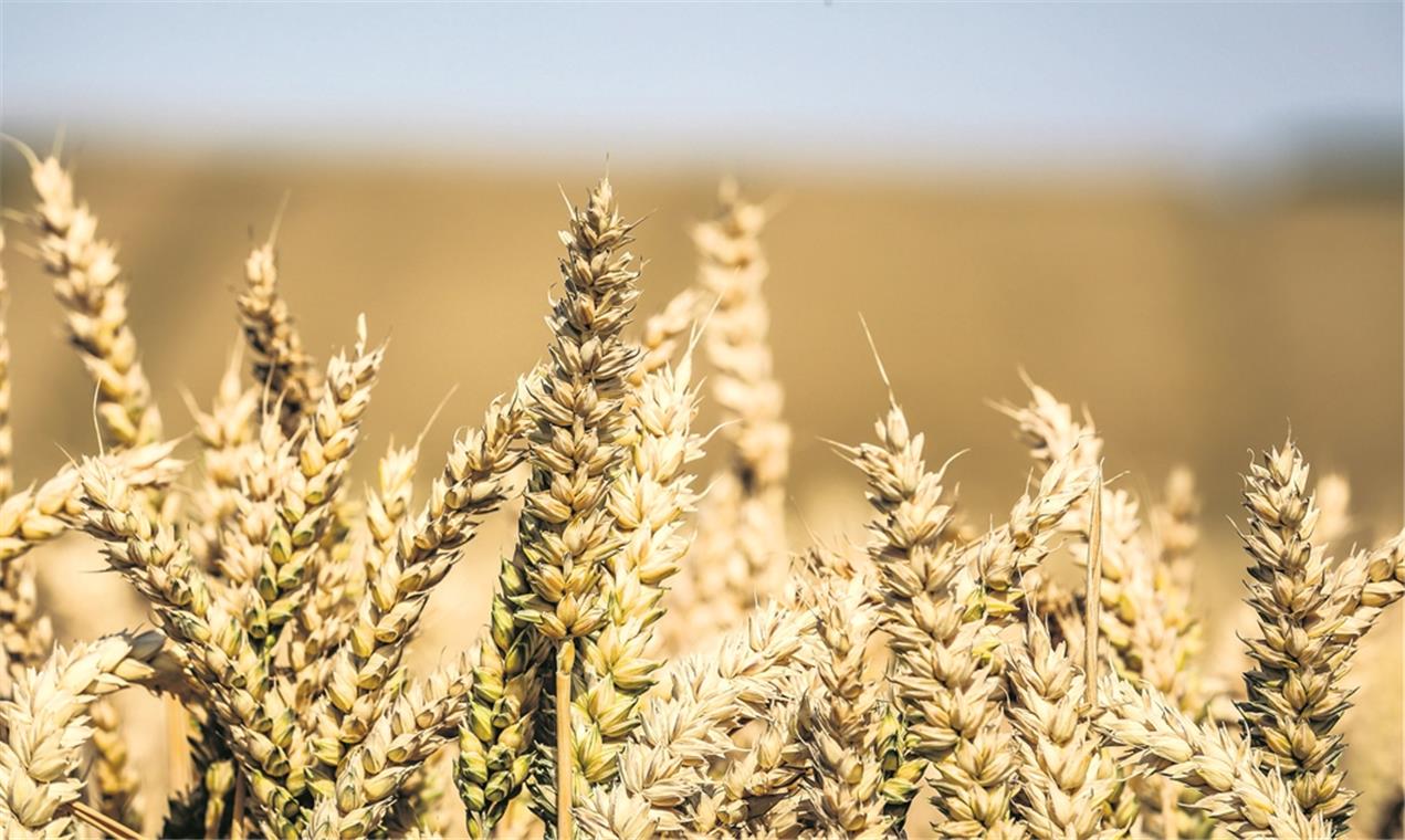 Vor allem der wenige Regen macht sich nun bei der Getreideernte bemerkbar: Die Landwirte müssen früher ran und fahren weniger ein. Foto: A. Becher