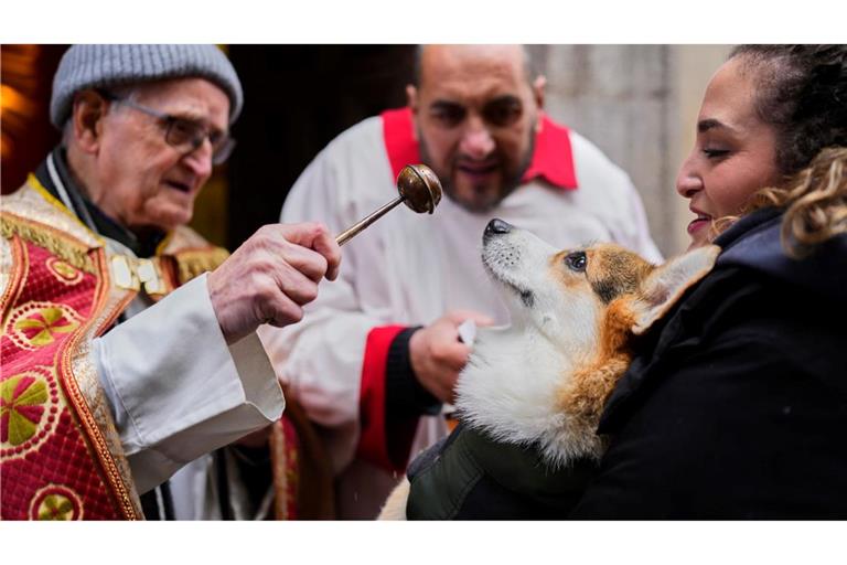Vor allem Hunde und Katzen werden von ihren Haltern zur Segnung vor der Kirche San Antón in Madrid gebracht.
