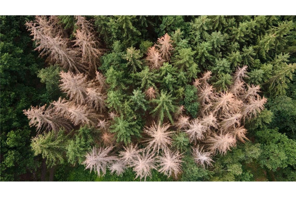 Waldverlust laut Satelliten höher als angenommen Vor allem im Harz, im Bergischen Land und in Thüringen ist der Waldrückgang besonders groß. (Archivbild)
