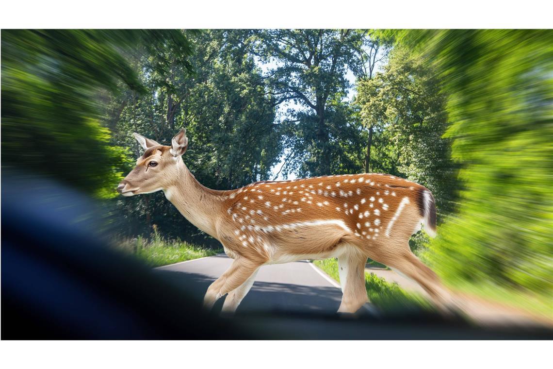 Das sind Gefahren für Autofahrer im Herbst Vor allem in der dunklen Jahreszeit nehmen die Wildunfälle rasant zu.