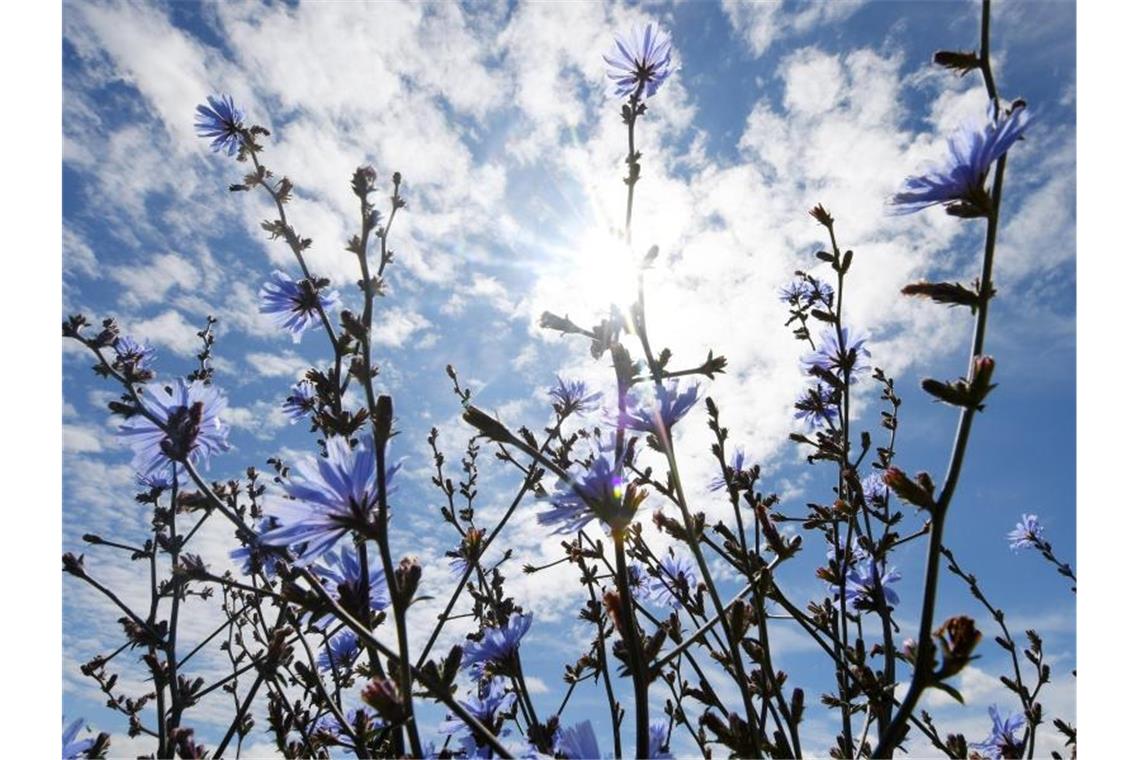 Vor allem in der Südhälfte Deutschlands ist in den kommenden Tagen längerer Sonnenschein möglich. Foto: Angelika Warmuth/dpa