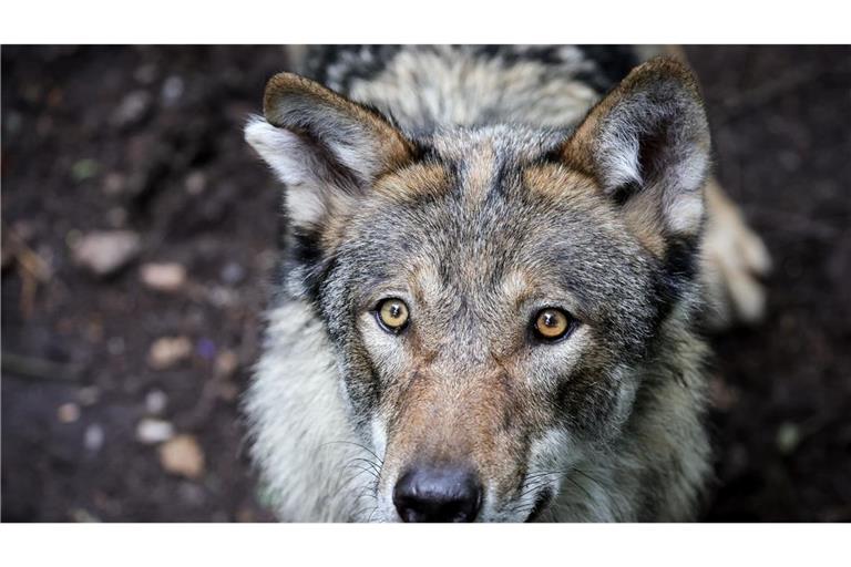 Vor dem Angriff auf eine Frau in Hamburg-Altona streifte der Wolf durch den Westen Hamburgs. (Symbolbild)