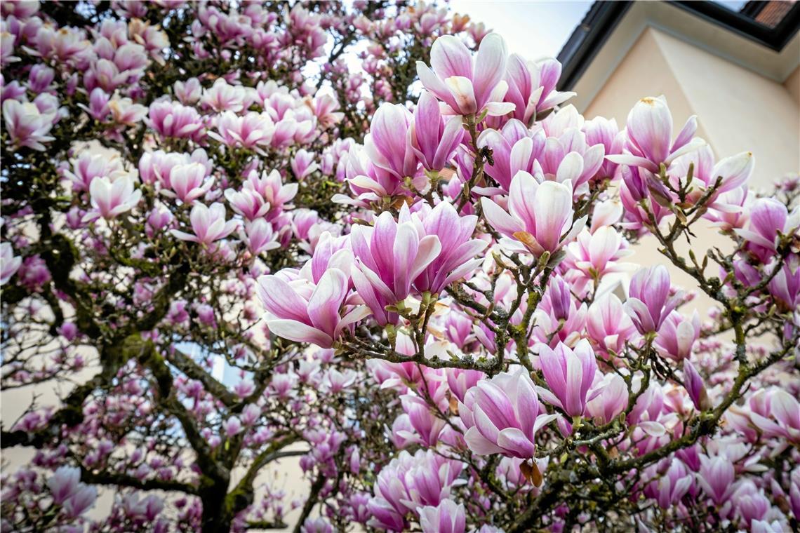 Vor der Mörike-Gemeinschaftsschule in Backnang verbreitet ein Magnolienbaum die frohe Botschaft: Es ist Frühling! Foto: Alexander Becher