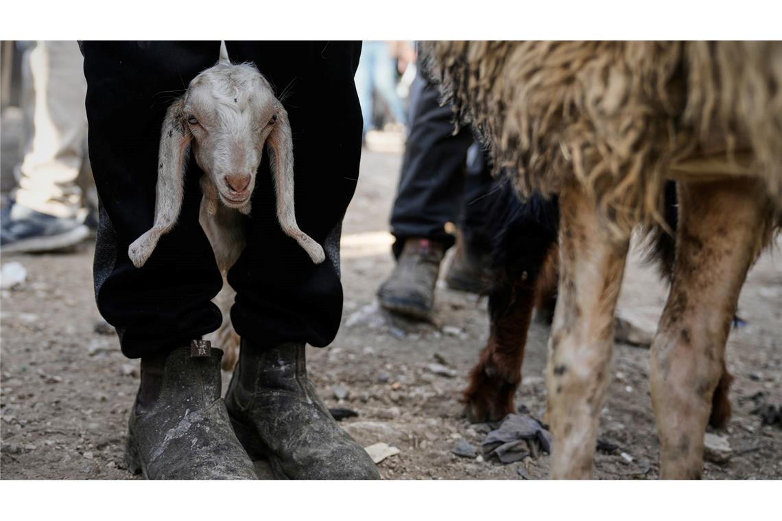Vor Eid al-Adha steigt der Handel mit Schafen und Ziegen auf dem Viehmarkt in Nablus im Westjordanland deutlich an.