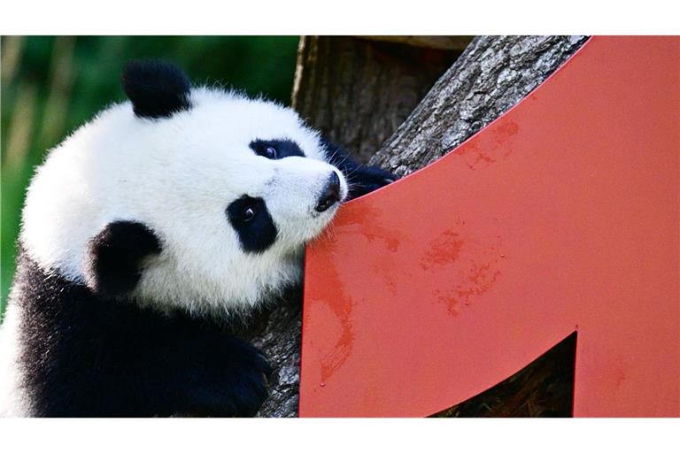 Vor einem Jahr kamen die Pandabären Leni und Lotti zur Welt.