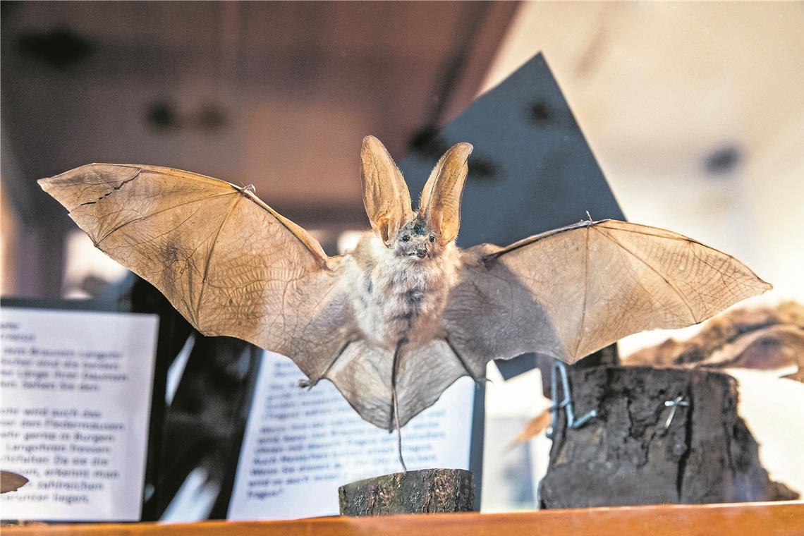 Vor fünf Jahren hat das Naturparkzentrum in Zusammenarbeit mit dem Landratsamt in einer Sonderausstellung ausführlich über Fledermäuse informiert. Zu den heimischen Arten gehören das Große Mausohr (Foto) genauso wie die Zwergfledermaus. Sie ist allerdings sehr viel kleiner, kommt zusammengefaltet kaum auf Daumengröße und wiegt gerade mal so viel wie zwei Stück Würfelzucker. Archivfoto: J. Fiedler