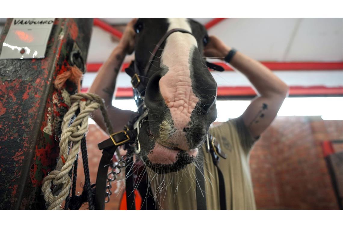 Vorbereitungen für Kutschenzug vor Staatsbesuch von US-Präsident Trump.