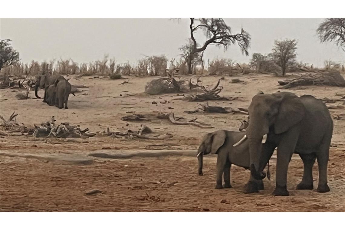 Elefantenkuh tötet zwei Touristinnen in Nationalpark Vorfall im Sambia (Archivbild)