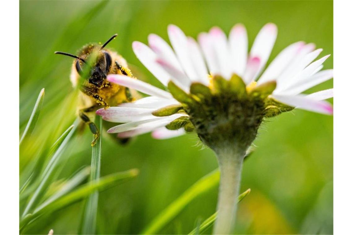 Vorfrühling: Eine Biene sitzt im Sonnenschein auf dem Lohrberg in Frankfurt am Main. Foto: Frank Rumpenhorst/dpa