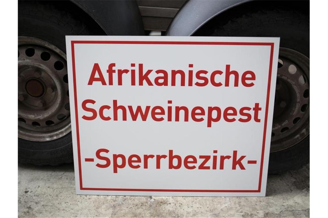 Afrikanische Schweinepest: Wie lange bleibt sie? Während der Erreger der Afrikanischen Schweinepest in Afrika auch von Lederzecken übertragen wird, erfolgt die Übertragung in Europa über Sekrete direkt von Tier zu Tier. Foto: Frank Rumpenhorst/dpa