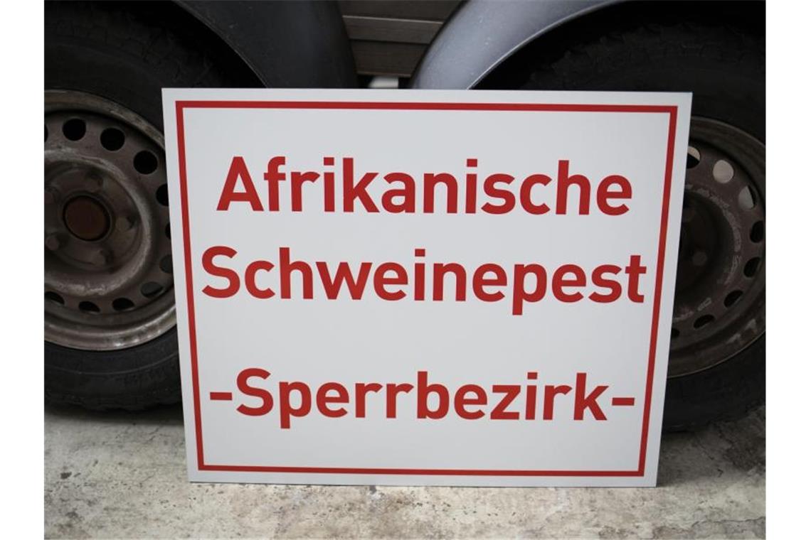 Während der Erreger der Afrikanischen Schweinepest in Afrika auch von Lederzecken übertragen wird, erfolgt die Übertragung in Europa über Sekrete direkt von Tier zu Tier. Foto: Frank Rumpenhorst/dpa