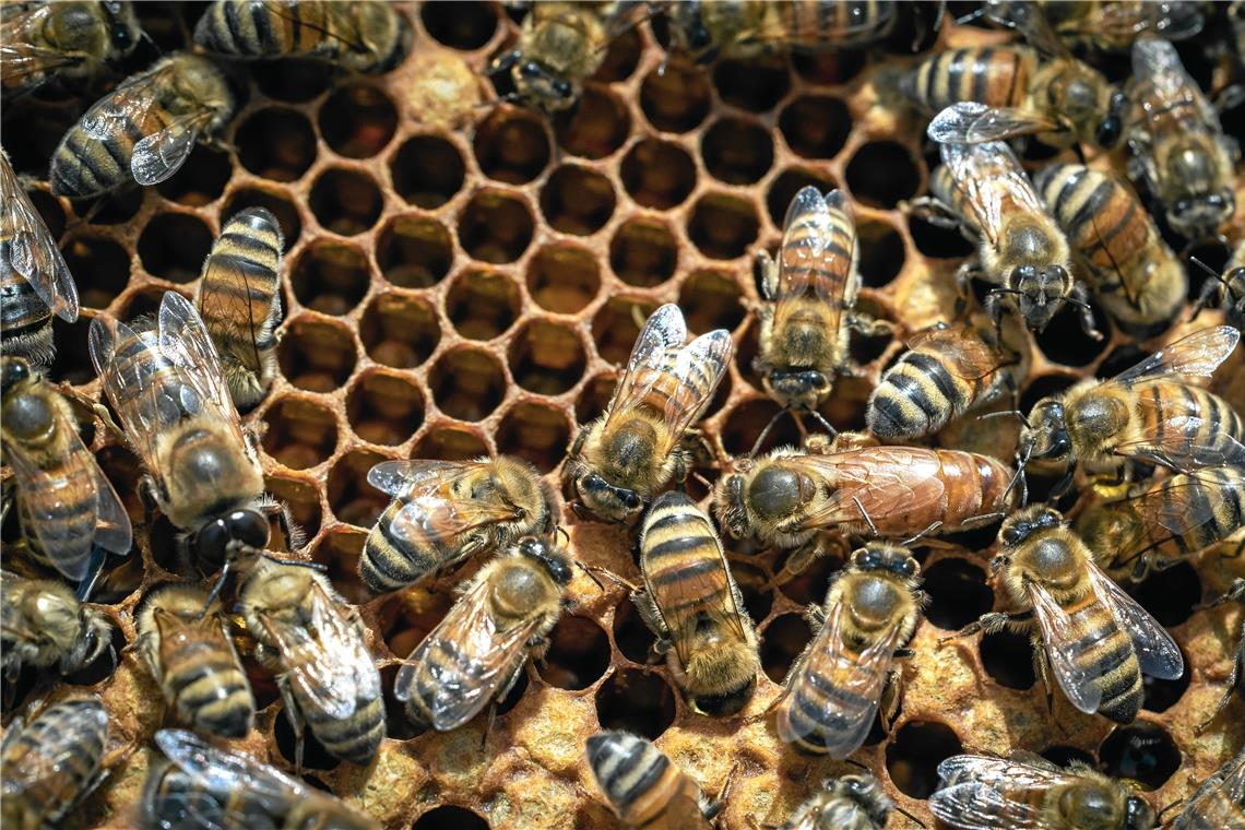 Während die milden Temperaturen im Januar für die Honigbienen zumindest aktuell kein allzu großes Problem darstellen, wird es für Wildbienen und andere Insekten, die sich zu früh herauswagen, deutlich schwieriger. Archivfoto: Alexander Becher