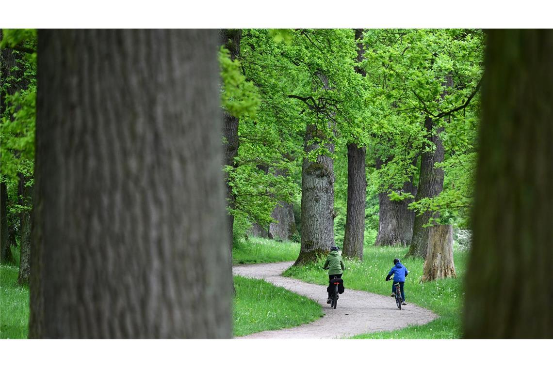 UN: Wir müssen an der Wurzel von Problemen ansetzen Wälder fördern die Vielfalt von Tieren und Pflanzen sowie menschliche Gesundheit und Wohlbefinden. (Archivbild)