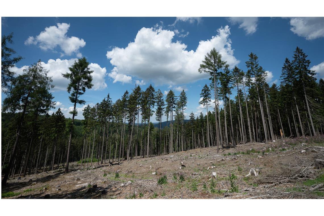 Waldschäden durch Klimwandel: Trockene Bäume liegen im hessischen Jossgrund in einer kahlen Stelle im Wald, die durch Käferbefall, Trockenheit und Sturmschäden entstanden ist.