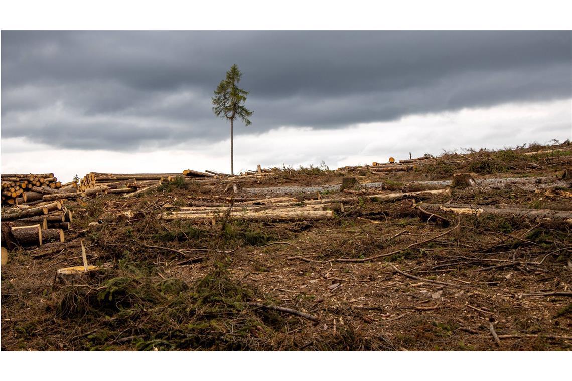 Waldsterben bei Bad Homburg im Taunus.