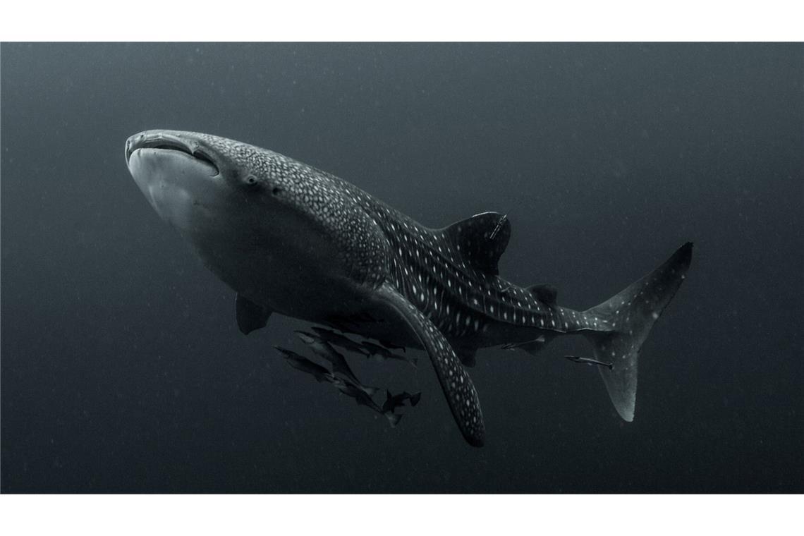 Viele Walhaie tragen Narben durch Fischerei und Tourismus Walhaie gelten als die sanften Giganten der Meere - sind aber stark bedroht.