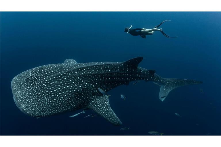 Walhaie sind die größten derzeit lebenden Fische der Erde und faszinieren weltweit Taucher und Schnorchler.