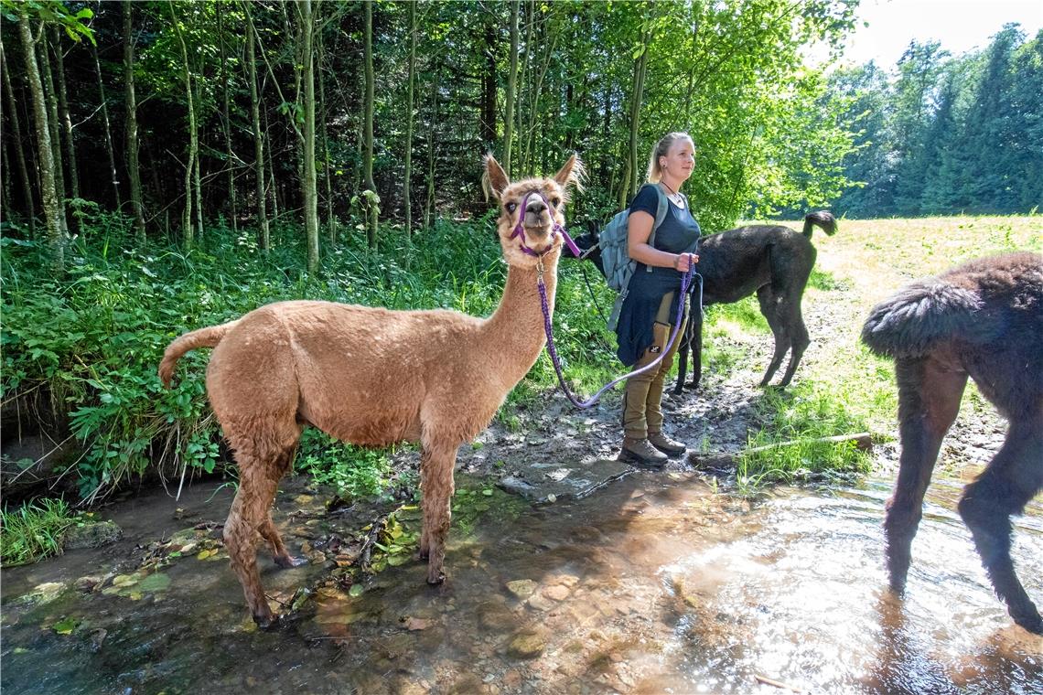 Wandern mit Lamas und Alpakas im Schwäbischen Wald.