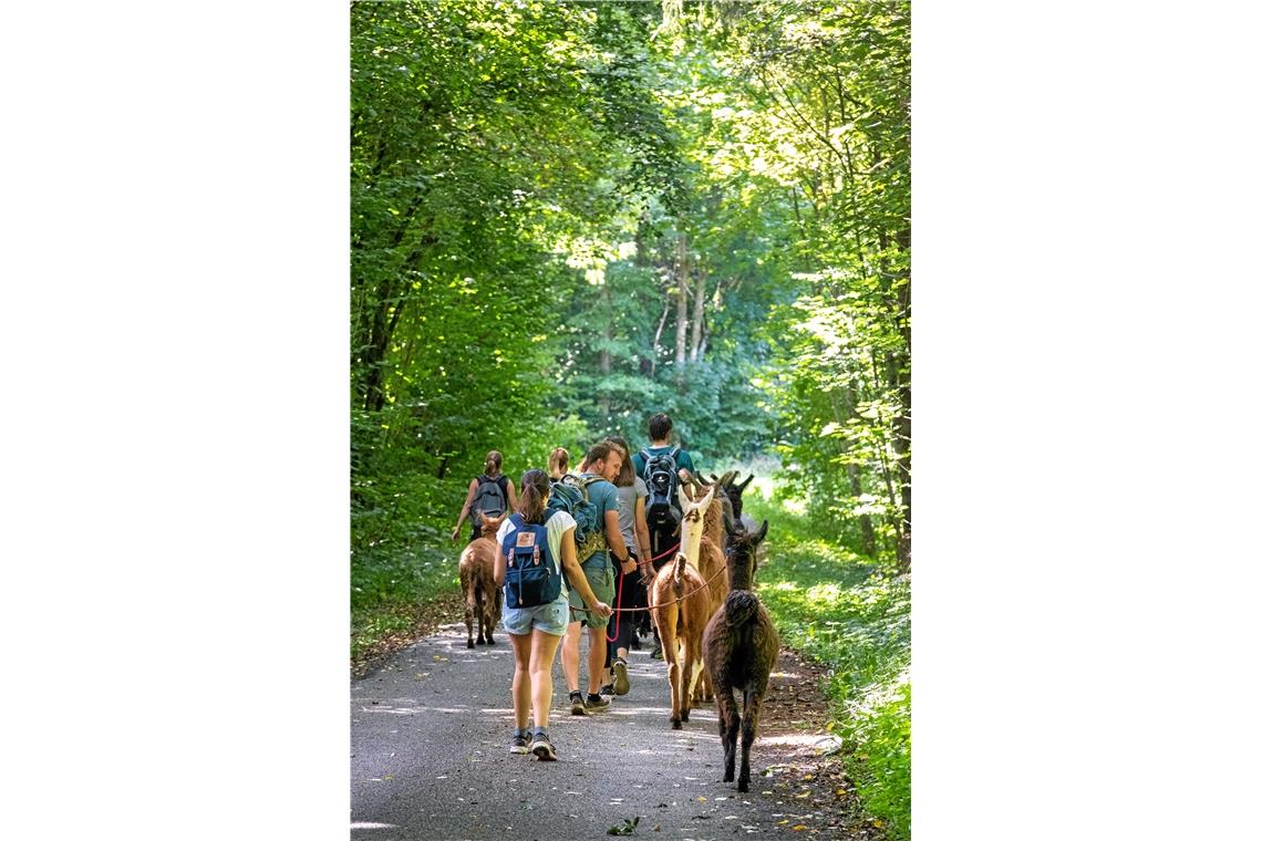 Wandern mit Lamas und Alpakas im Schwäbischen Wald.