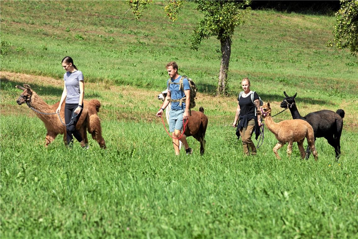 Wandern mit Lamas und Alpakas im Schwäbischen Wald.