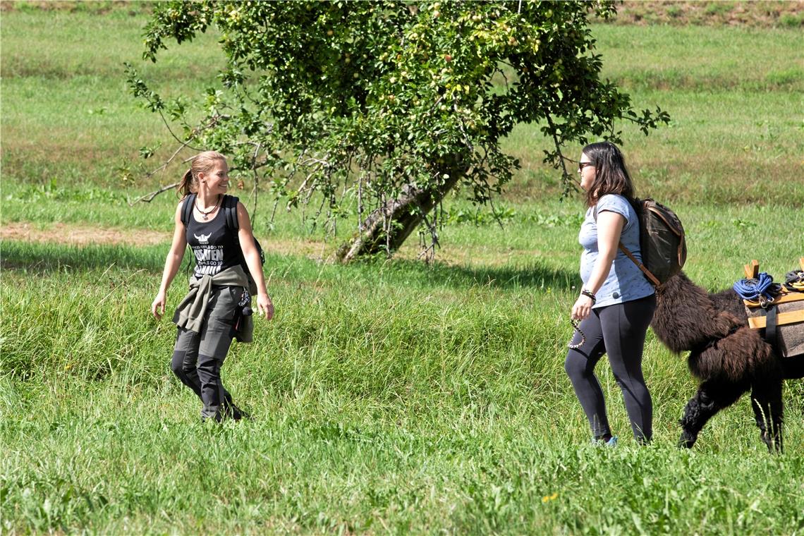 Wandern mit Lamas und Alpakas im Schwäbischen Wald.