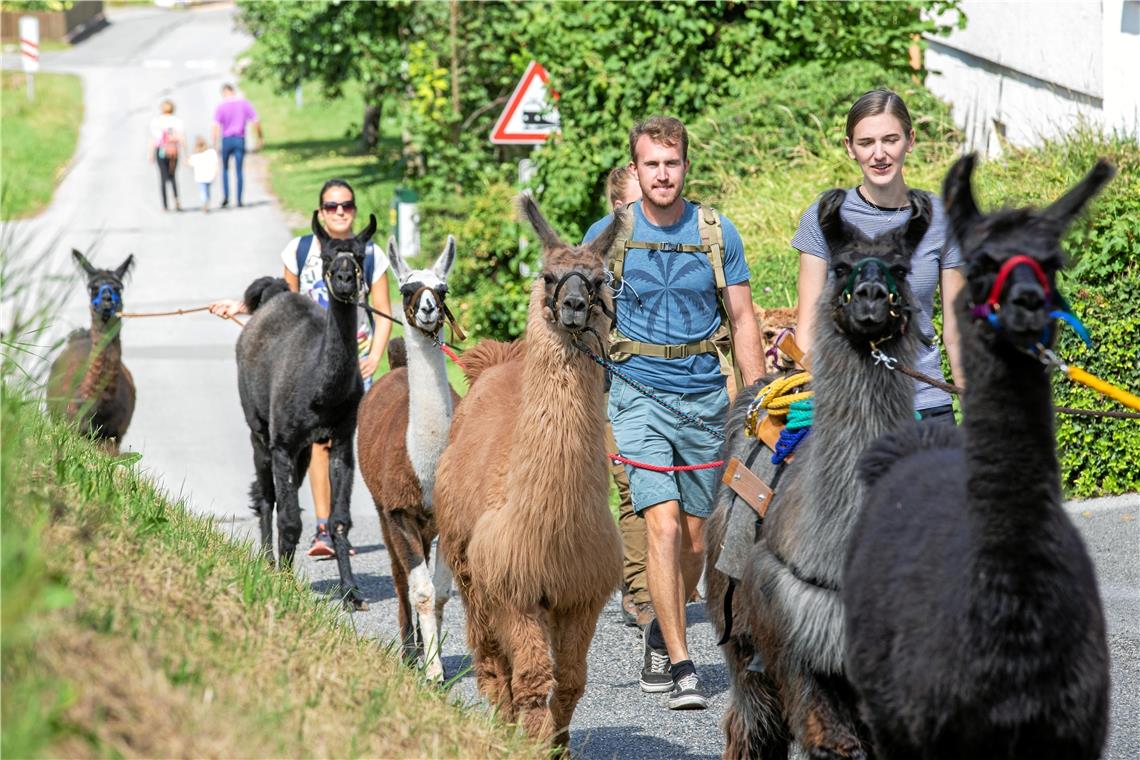 Wandern mit Lamas und Alpakas im Schwäbischen Wald.