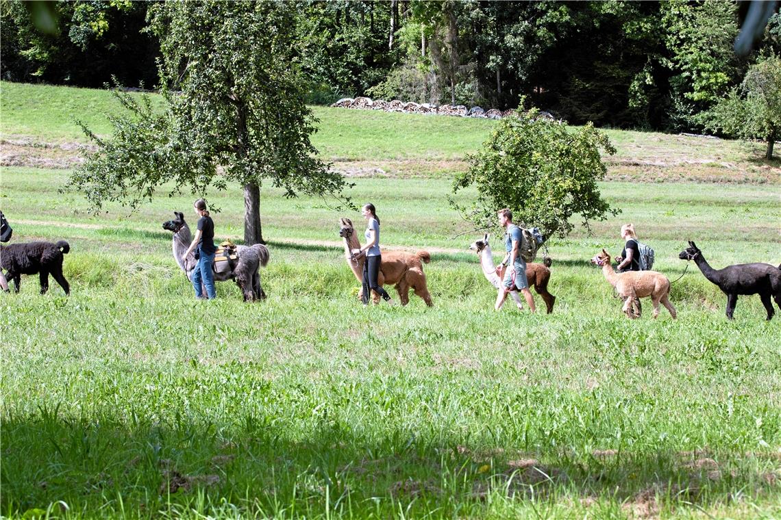 Wandern mit Lamas und Alpakas im Schwäbischen Wald.