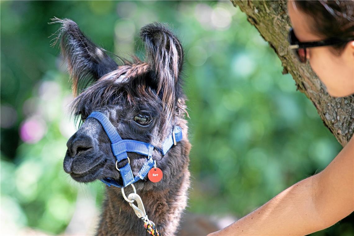 Wandern mit Lamas und Alpakas im Schwäbischen Wald.