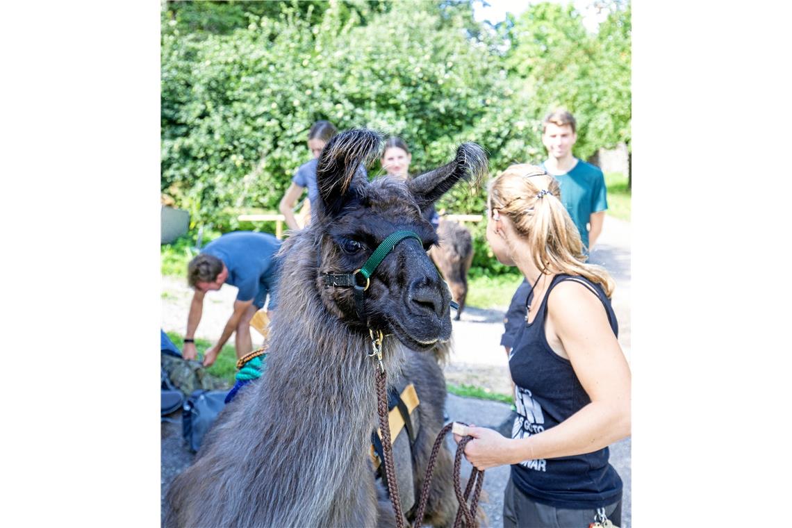 Wandern mit Lamas und Alpakas im Schwäbischen Wald.