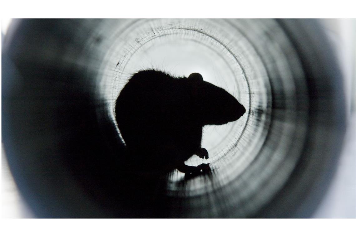 Nager-Alarm: So viele Ratten gibt es in Deutschland Wanderratten können mehr als 100 verschiedene Erreger auf den Menschen übertragen, darunter Salmonellen, das Hanta-Virus und Fleckfieber.