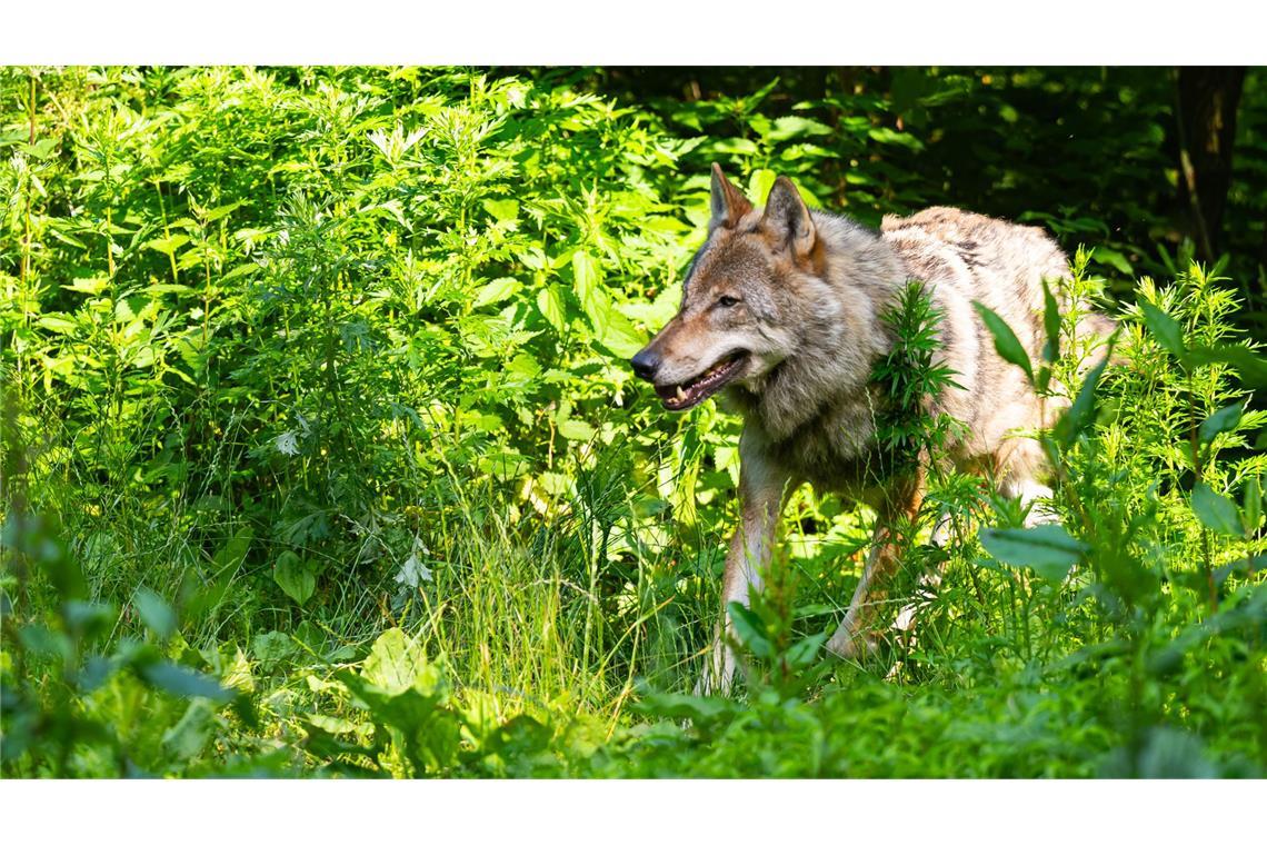 Ziegen tot und verschwunden – war der Wolf wieder da? War der Wolf wieder da (Symbolbild)?