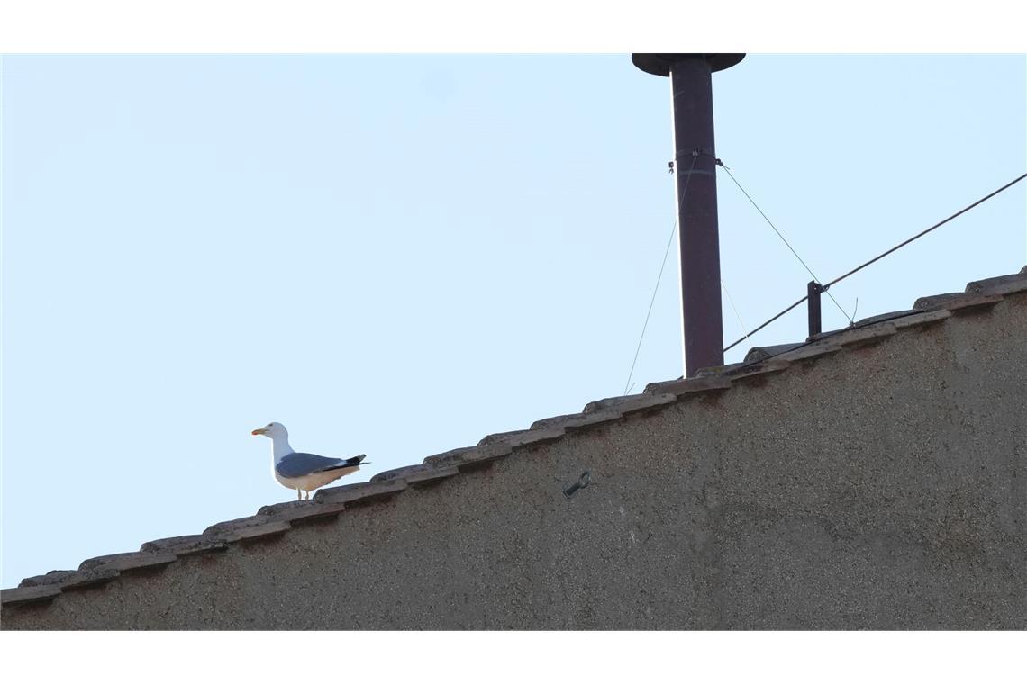 Bilder des Tages Warten auf das Rauchsignal: Eine Möwe sitzt neben dem Schornstein auf dem Dach der Sixtinischen Kapelle während des Konklaves zur Wahl eines neuen Papstes im Vatikan.