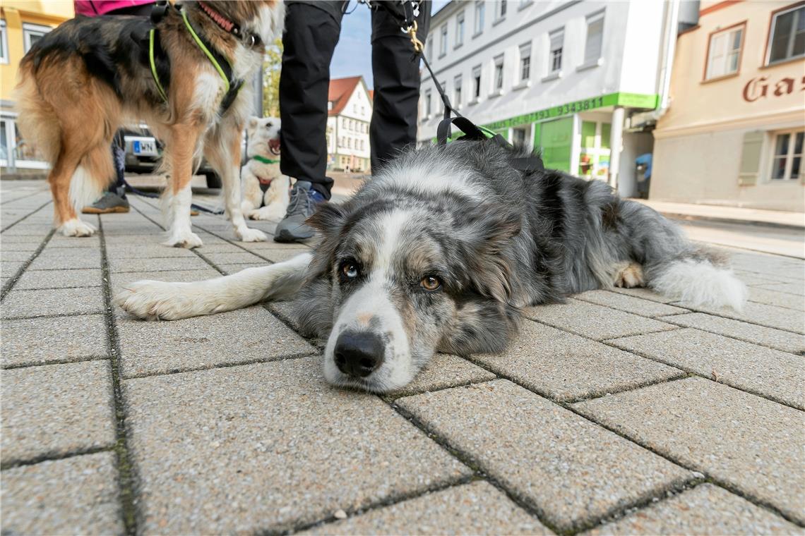 Warten auf den Start. Insgesamt knapp 500 Teilnehmern haben am Wandermarathon, d...